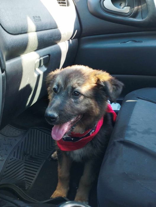 Женско кученце търси дом