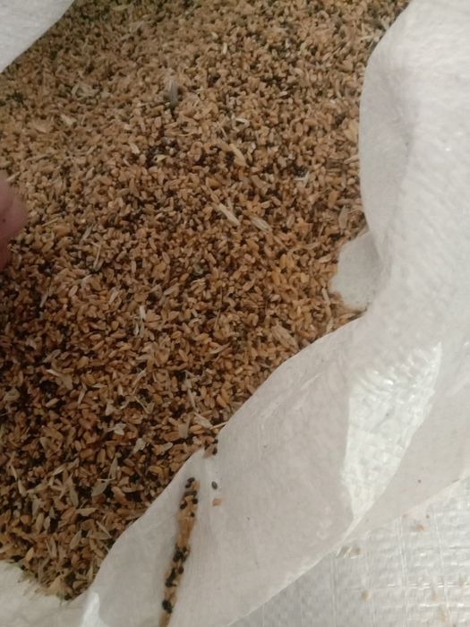 Зерноотходы Отруби Полова корм