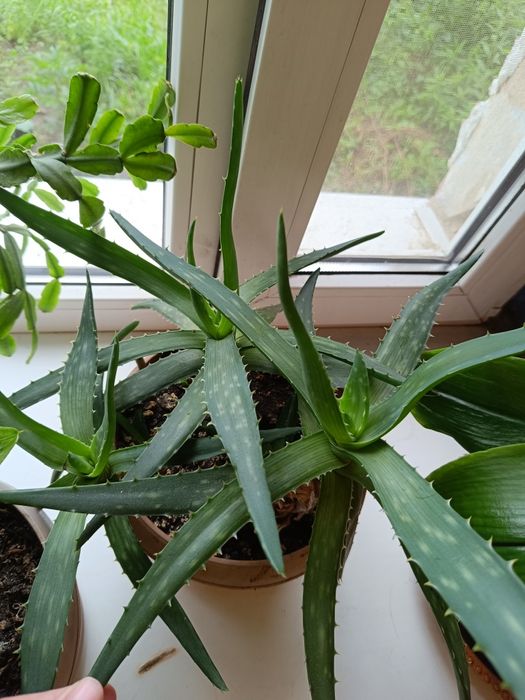 Различные цветочки