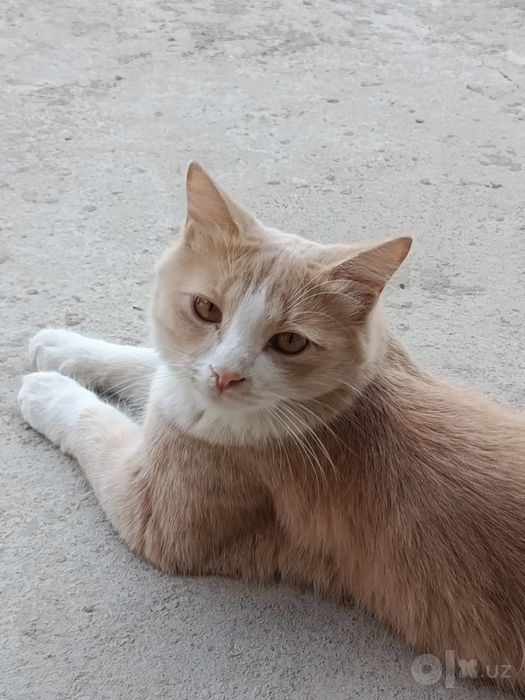 Котята и кошки милые