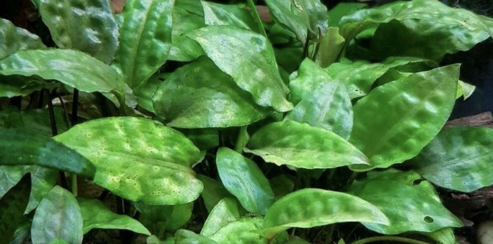 Продам аквариумные растения