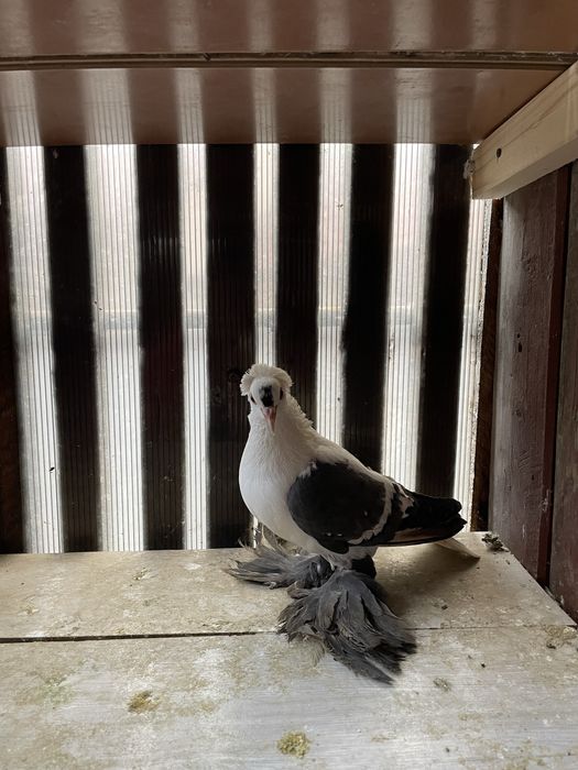 Randunele de saxonia