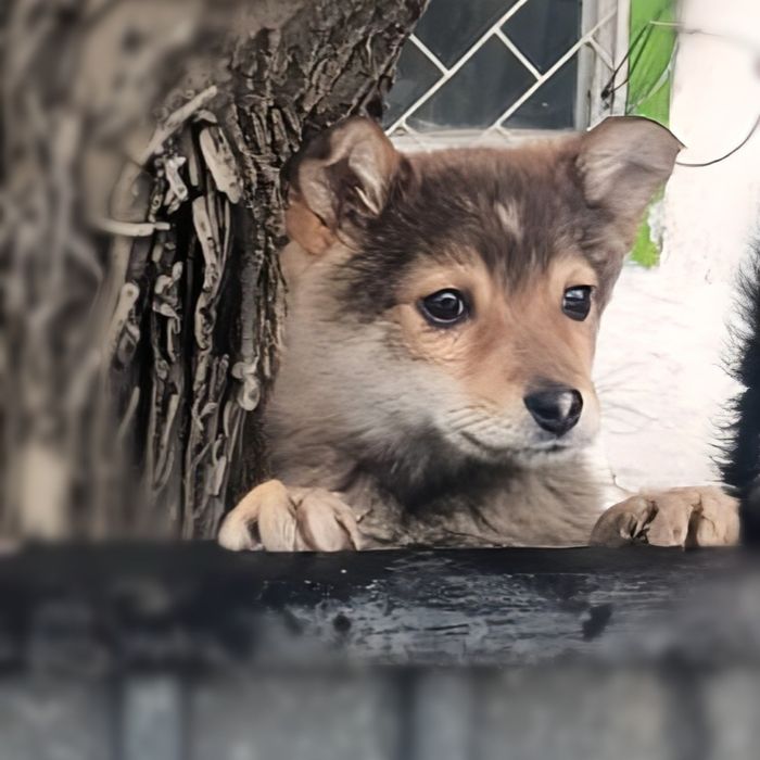 Красивые умные щенки