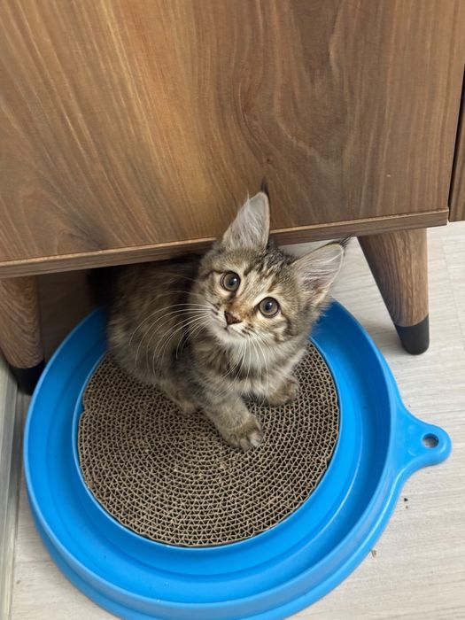 Котенок в добрые руки