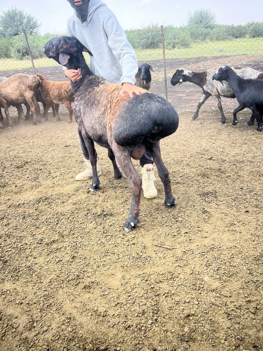 Қисары қошқар ұрықтықа