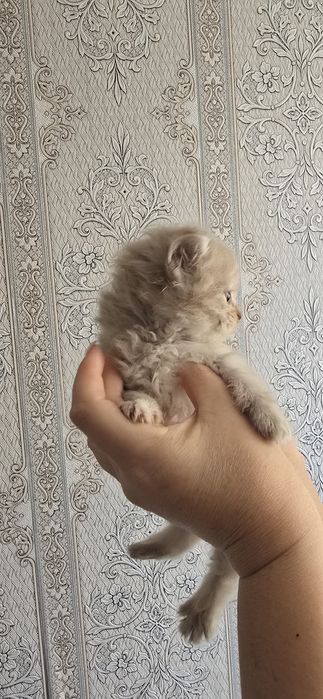 Продам веслоухих котят