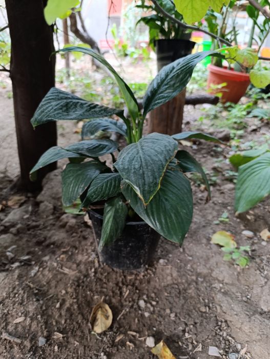 Спатифилум сенсация подростки в 2х и 3х литровых горшках