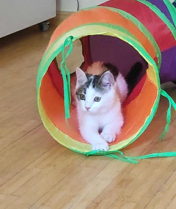 Котенок в добрые руки