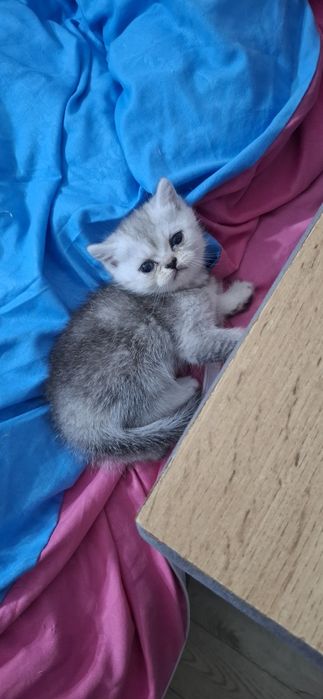 Продаются котята скотишь страйт,фолд.