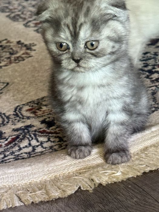 Продаётся котята