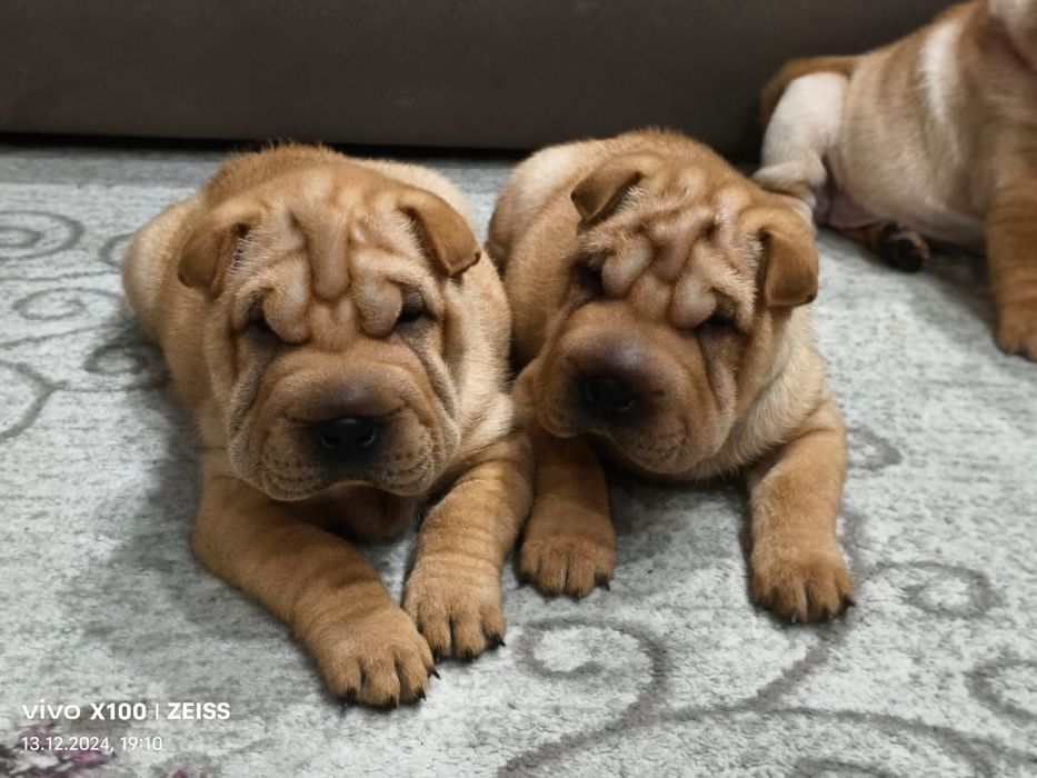 Очаровательные щенки шарпея.