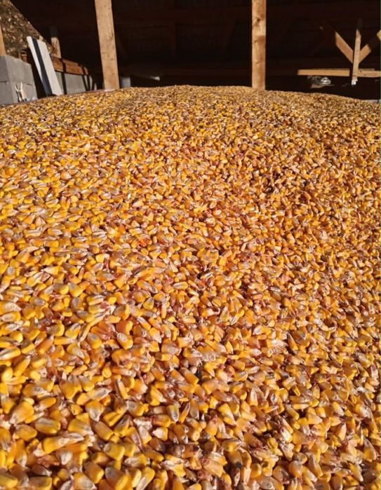 Vând porumb………..