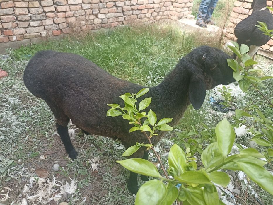 Койлар сотилад 2та 65000дан