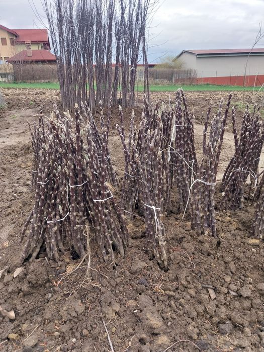 Pomi fructiferi direct de la producator