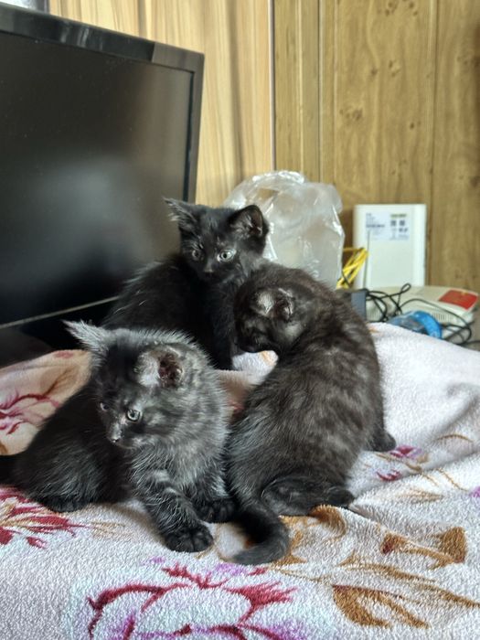 Котята в добрые хорошие руки