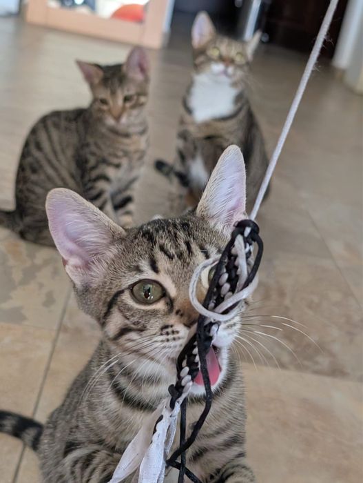 Adoptie - Familia Olimp, 2 fete si un baiat (Hera, Achi, Athena) isi cauta casute
