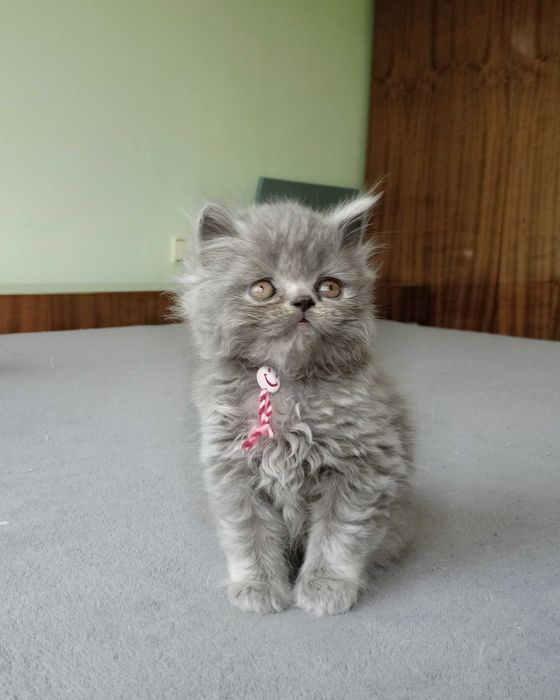 Британски котета