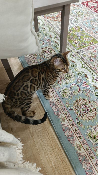 Бенгальский котёнок