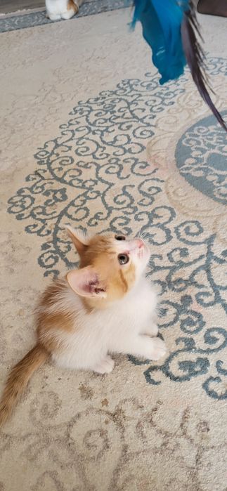 КОТЁНОК (девочка; үргашы) БЕСПЛАТНО