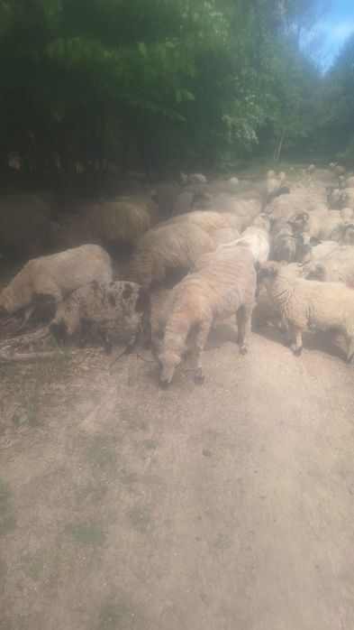 Vând 35 de oi tinere