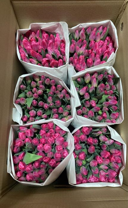 Тюльпаны Экстра+ оптом