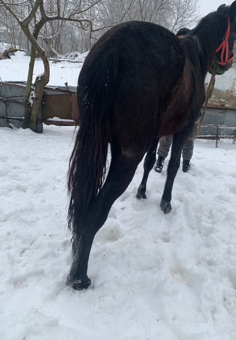 Vând sau schimb mânză