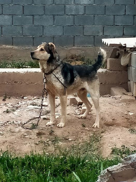 Төбет ит сатылады САО алабай