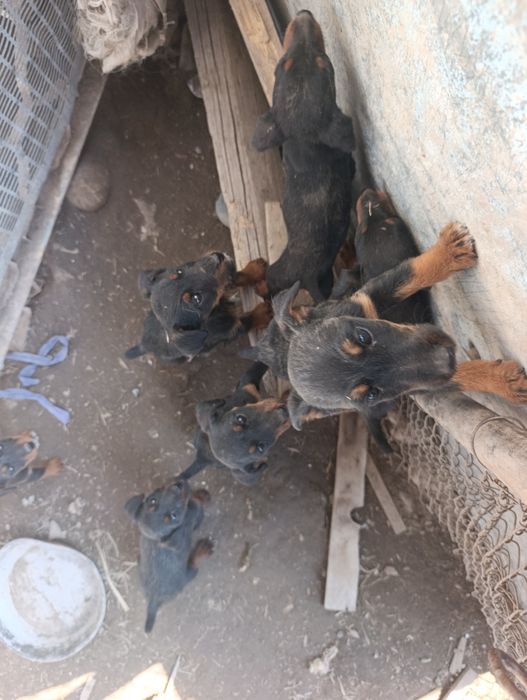 Ягдтерьер щенки 3 месяца