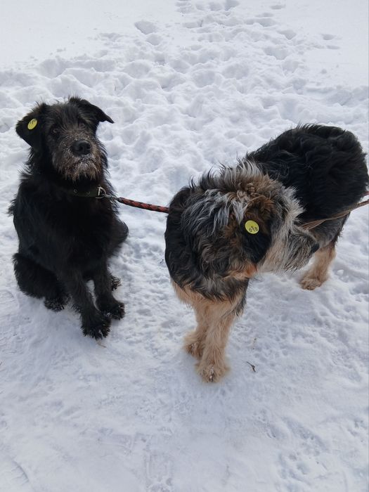 Сестрёнки симпотяшки Зита и Маша срочно ищут дом
