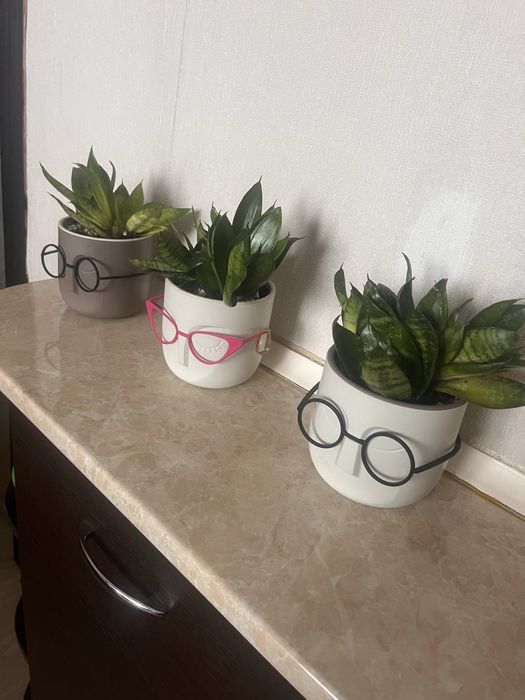 Комнатные цветы Сансевиерия