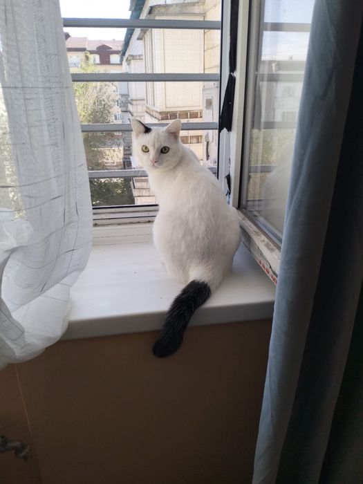 Кот в ответсвенные руки!
