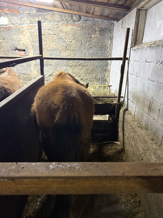 Байтал две головы