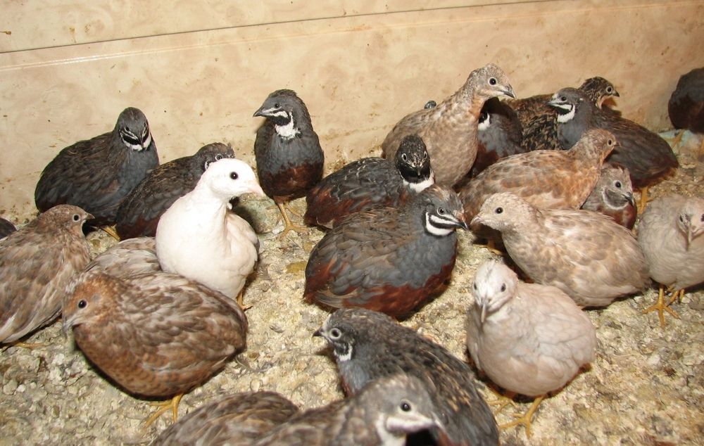 Продам Китайских расписных перепел