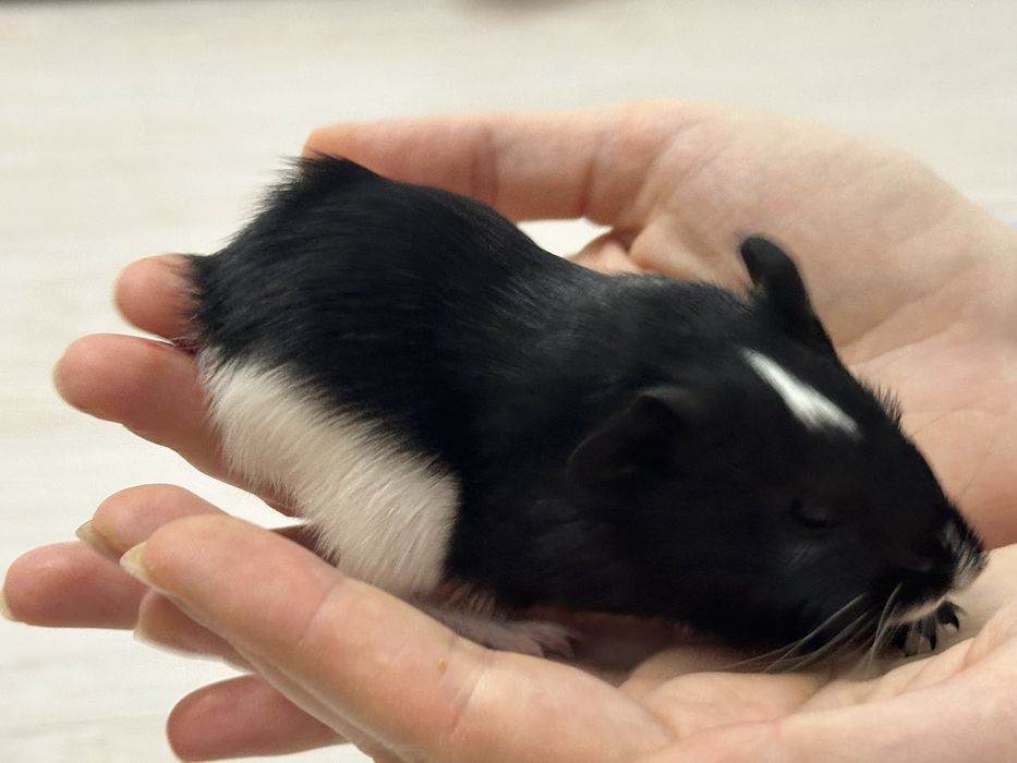 Милые малыши морской свинки