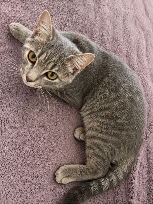 Motanel spre adoptie
