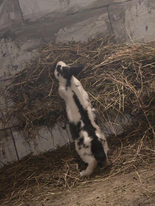 Iepuri fluture german