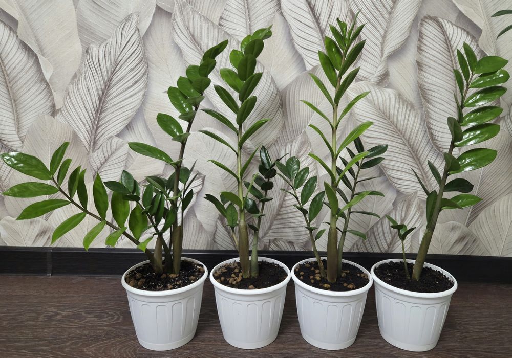 Продам комнатные растения.