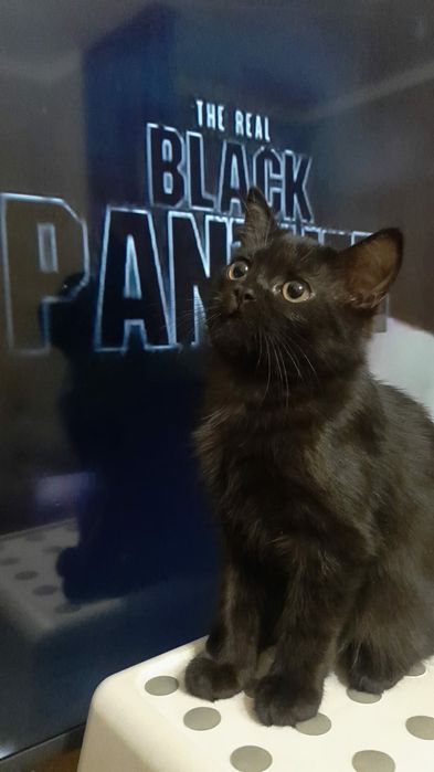 Отдам котят. Мальчик и девочка, 3 месяца