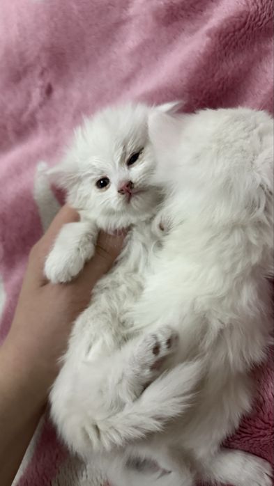 Котята британки мальчик и девочка