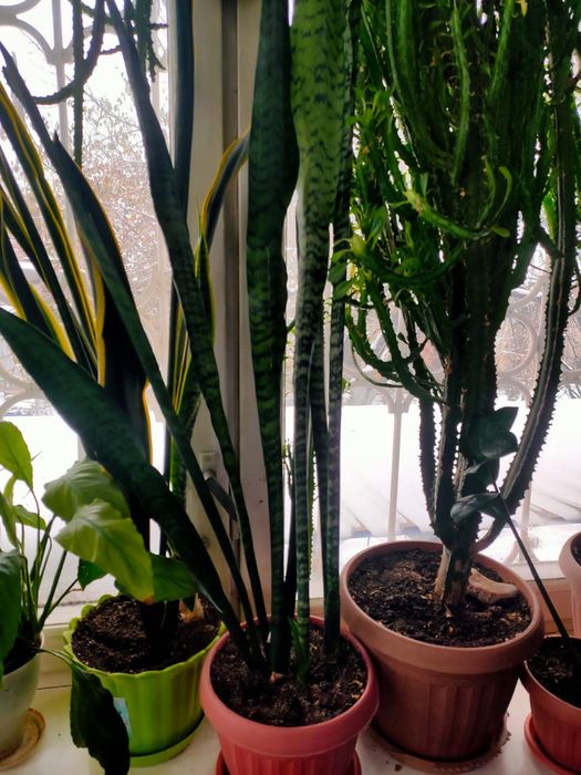 Цветок сансевиерия