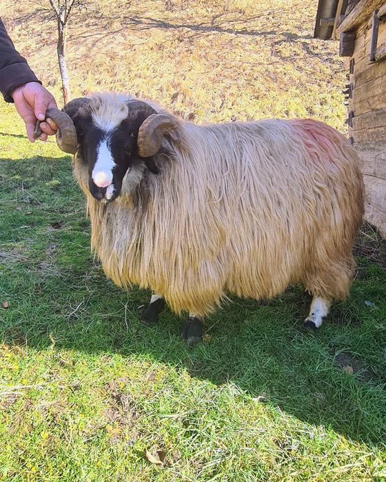 Berbec strămior de vânzare