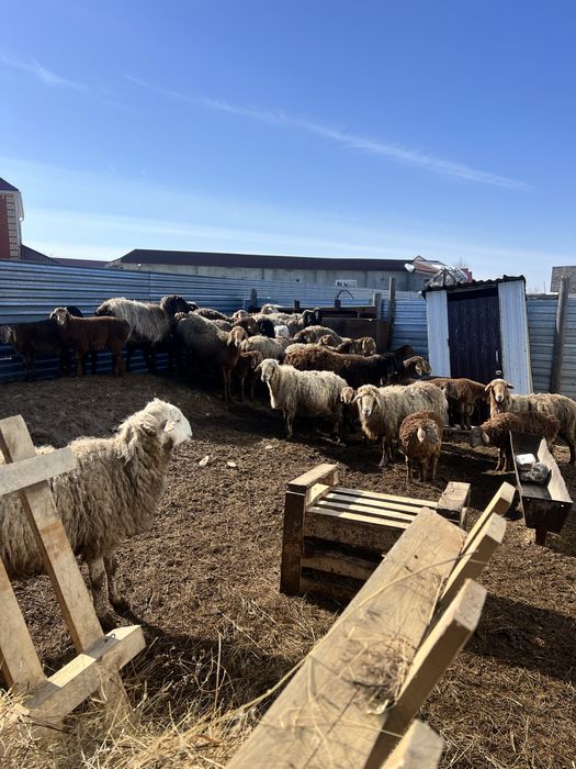 Овцы Едильбаи Гиссары