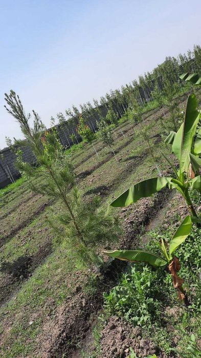 Срочно Янги уй сотилади