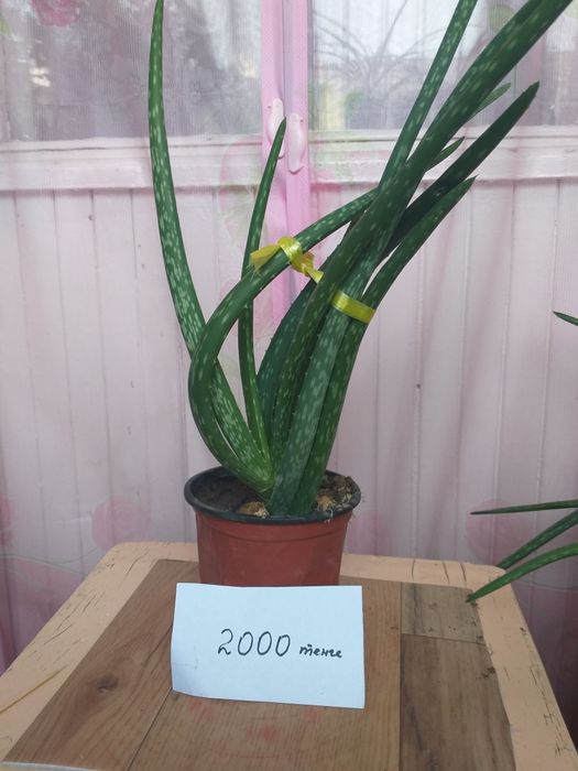 Алоэ вера лечебный