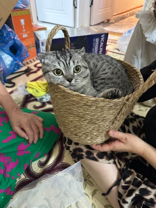 Кошка пародыстый