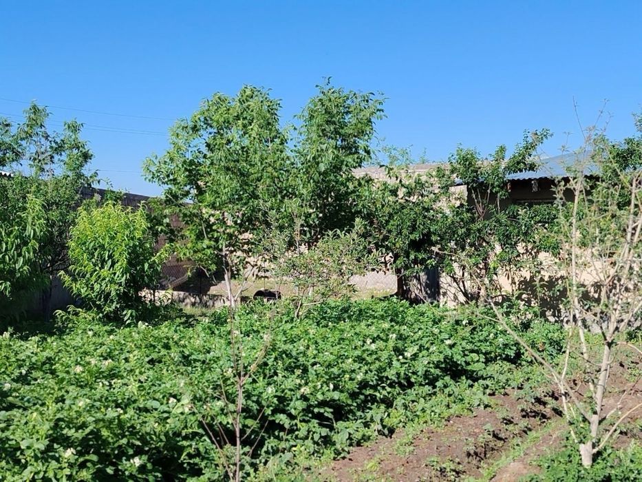 Uchastka Arendaga beriladi
