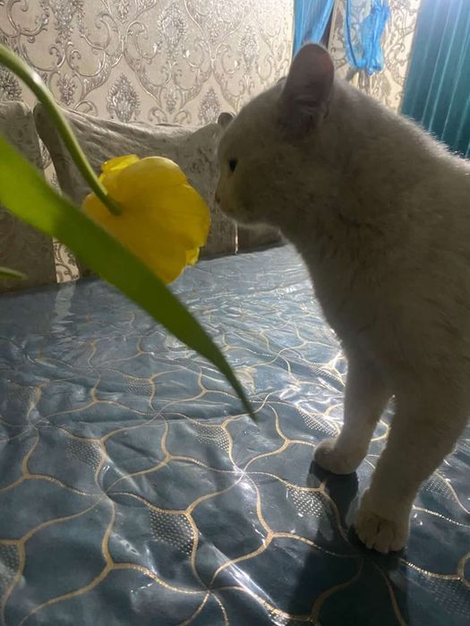 Кошка пародистая