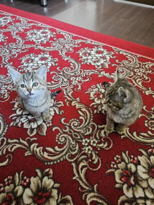 Отдам котят крысоловки