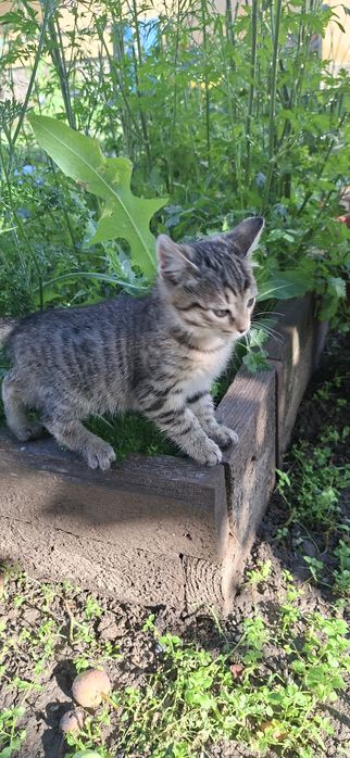 Котёнок мальчик добрый
