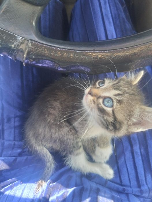 Ищем хорошего человека для котёнка